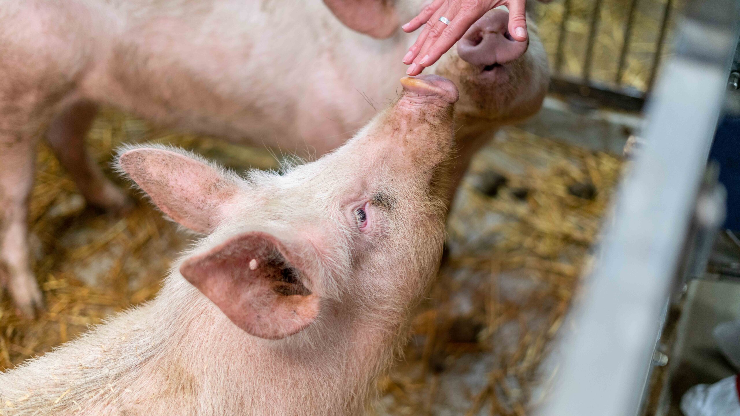 Varkensstal bouwen met Vanloot